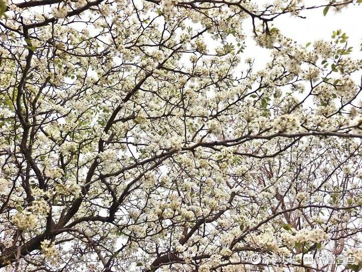 进入盛花期！济南千佛山梨园白花朵朵美不胜收