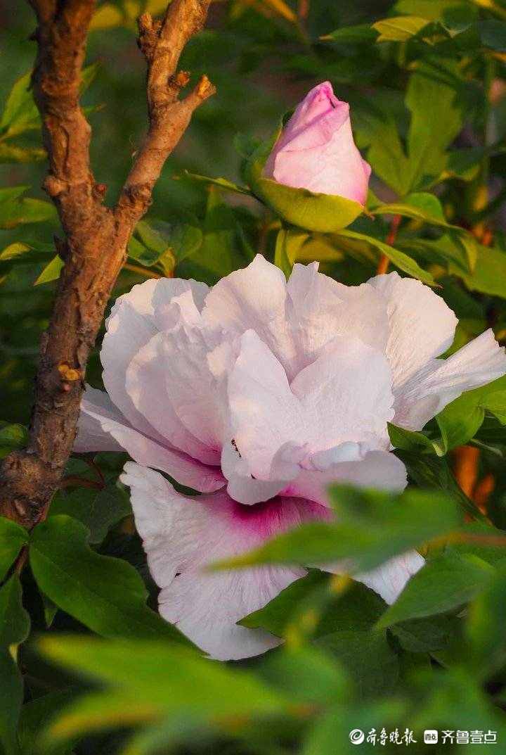 提前近十天，济南第一批牡丹花开啦！