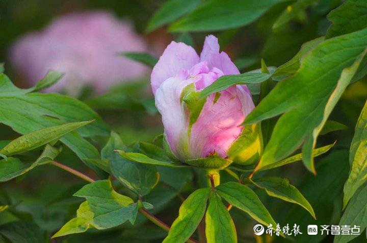 提前近十天，济南第一批牡丹花开啦！