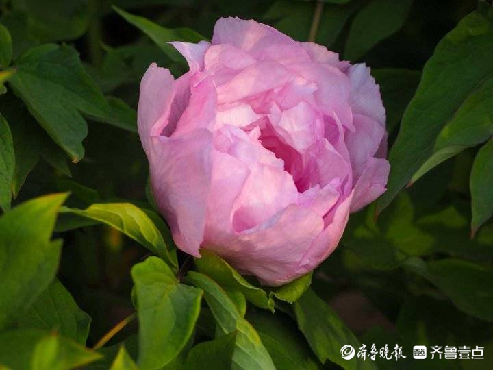 提前近十天，济南第一批牡丹花开啦！