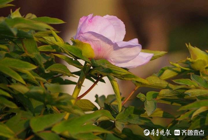 提前近十天，济南第一批牡丹花开啦！