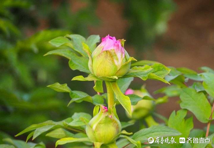 提前近十天，济南第一批牡丹花开啦！