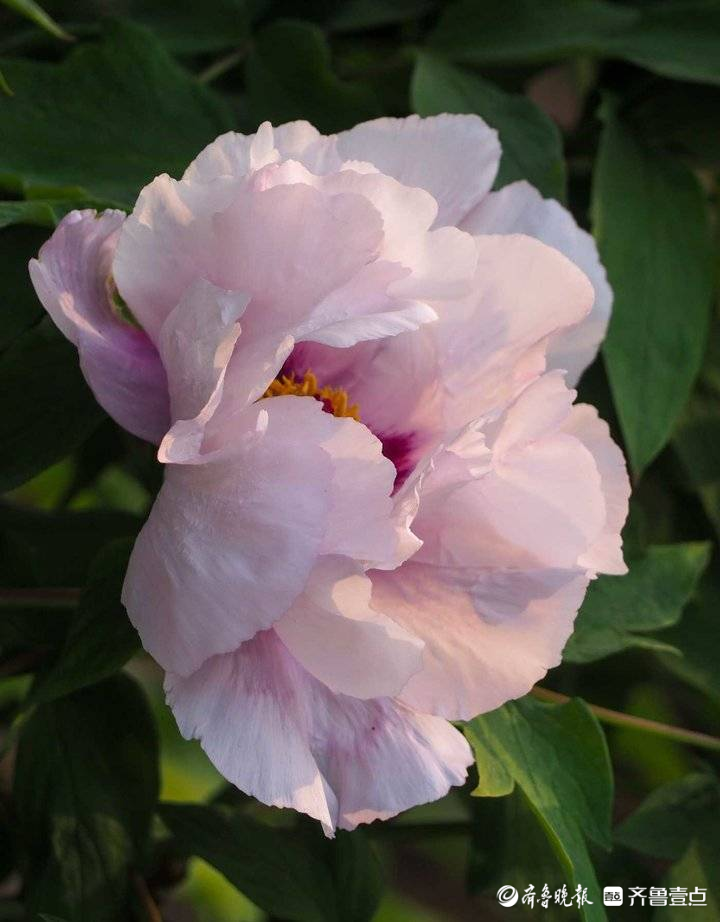 提前近十天，济南第一批牡丹花开啦！