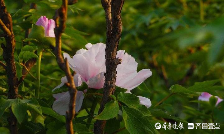 提前近十天，济南第一批牡丹花开啦！