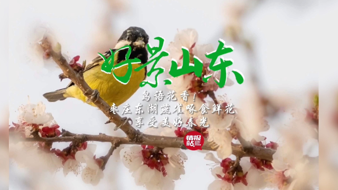 果然视频·好景山东|枣庄东湖畔桃花盛放，鸟语花香享美好春光