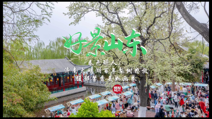 果然视频·好景山东|春色醉人！济南大明湖百年梨树怒放美如画