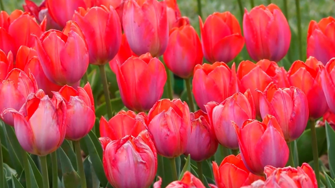 果然视频|济南这片公园内的郁金香正在盛花期，错过等明年！ 