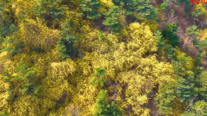 果然视频|山顶披金装，济南南山数千亩野生连翘盛开