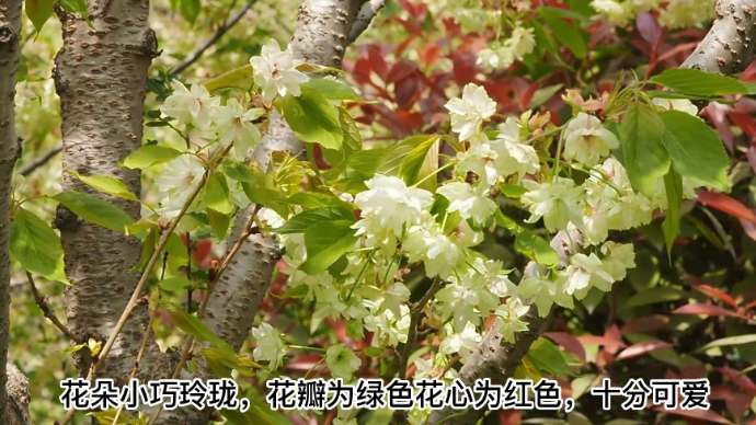 果然视频|济南珍稀绿色樱花开放，花朵美如绿宝石