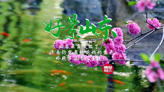 果然视频·好景山东|济南趵突泉桃花灼灼开，娇艳俏丽惹人喜爱