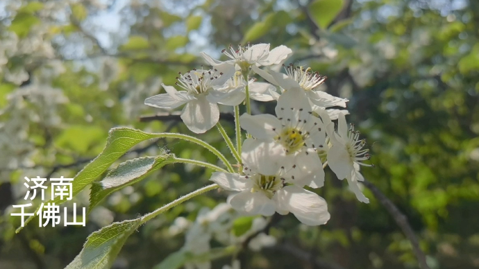 果然视频| 春已深，花开正浓