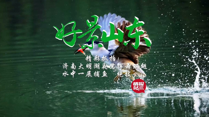 果然视频·好景山东|精彩！济南大明湖夜鹭水中一展捕鱼“绝技”