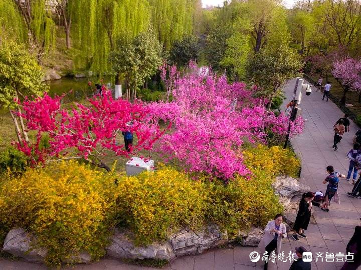 仲春济南大明湖航拍，桃红绿柳碧水蓝天