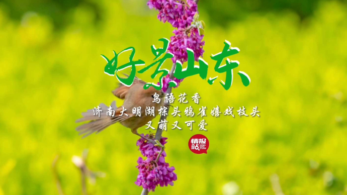 果然视频·好景山东|济南大明湖棕头鸦雀嬉戏枝头，呆萌又可爱