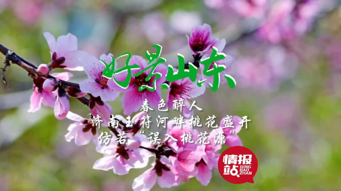 果然视频·好景山东|济南玉符河畔桃花盛开，仿若“误入桃花源”