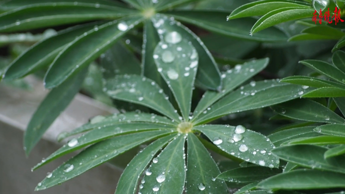 果然视频|济南降温，春雨潇潇，近摄雨滴滋润花木