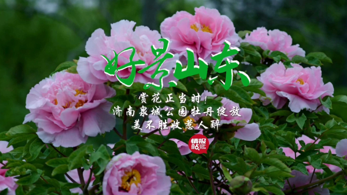 果然视频·好景山东|济南泉城公园牡丹绽放，国色天香醉游人！