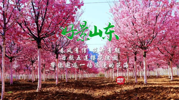 果然视频·好景山东|日照五莲樱花绽放，带你邂逅一场浪漫花海