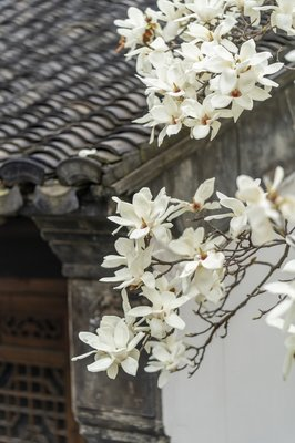 世上最亲是奶奶