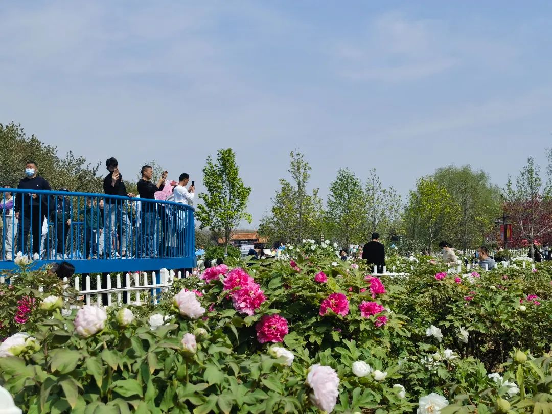 菏泽牡丹次第开放，游客纷至沓来！