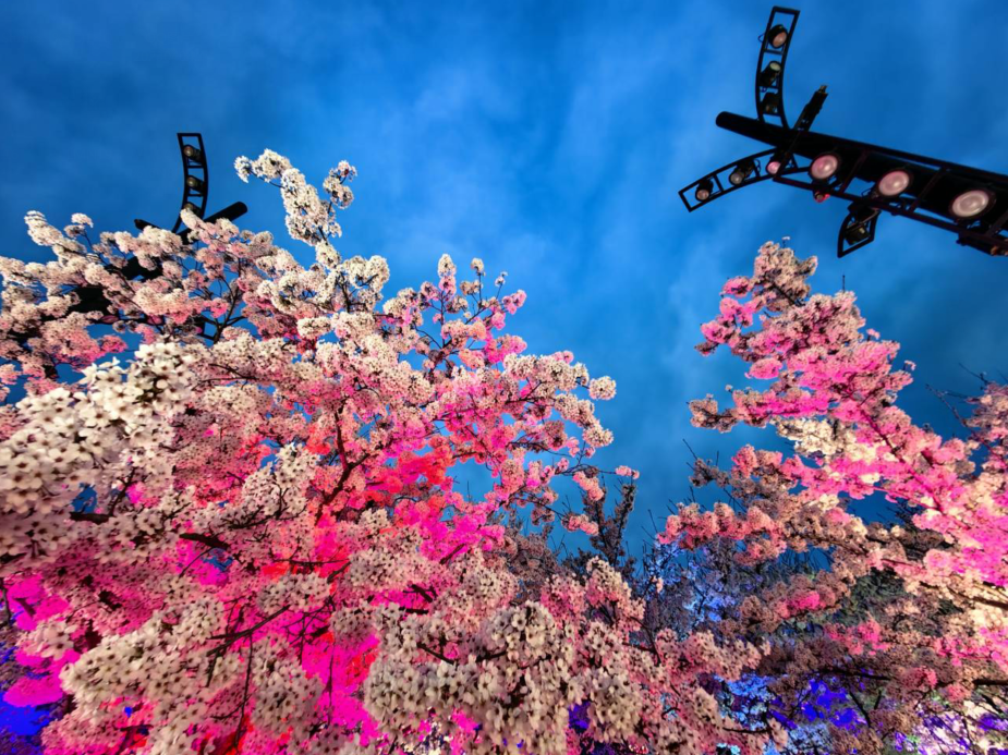 烟台夜间的樱花有多美？一组照片带你线上游览