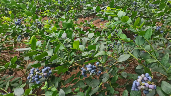 花果飘香 、“莓”不胜收，青岛市4月份观光采摘攻略出炉啦