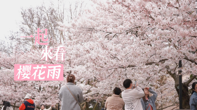 果然视频|春风吹过，一起来看“樱花雨”！青岛多处樱花盛放