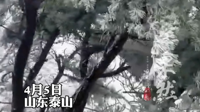 果然视频｜人间仙境！泰山雨后又见雾凇
