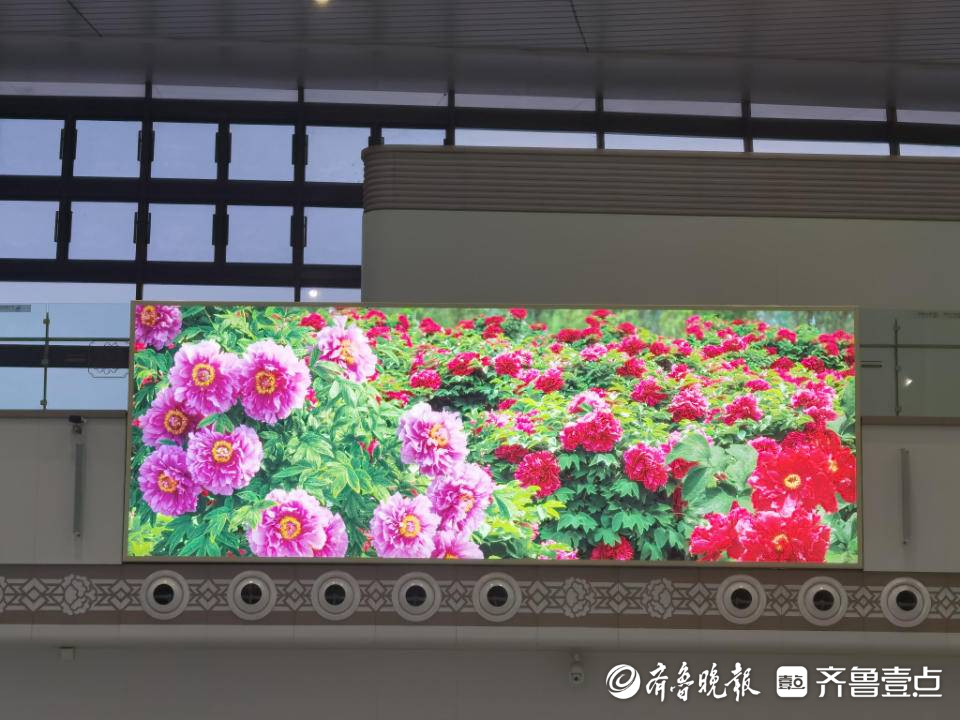 继淄博“烧烤专列”之后，菏泽的“赏花专列”来了