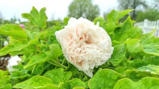 赏花专列来啦！快上车！