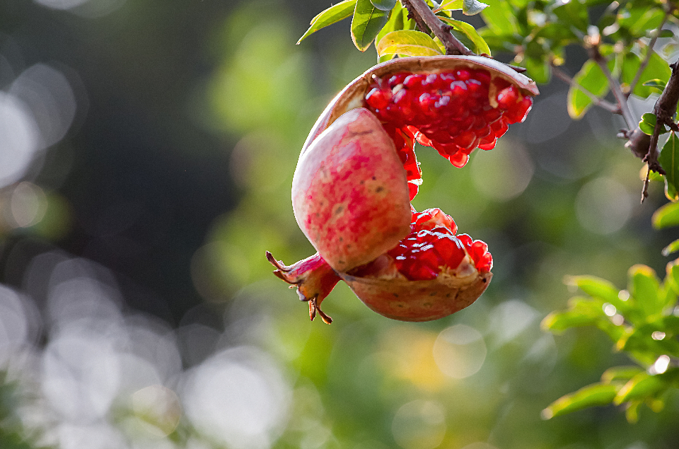 枣庄峄城石榴太空漫游90天后回家,为产业发展添活力-齐鲁晚报·齐鲁壹