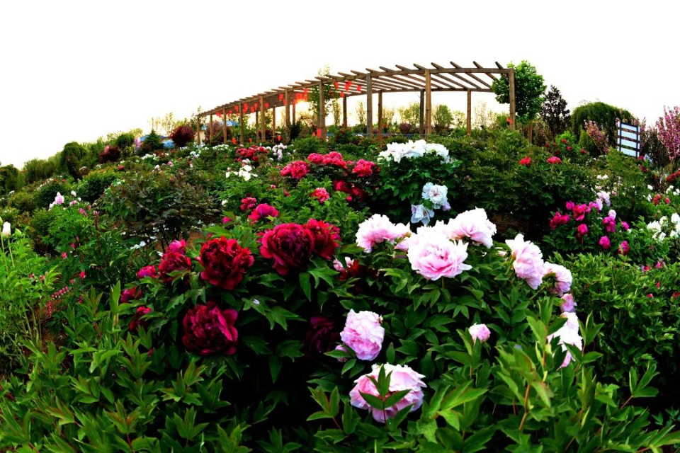 泰安牡丹花园图片