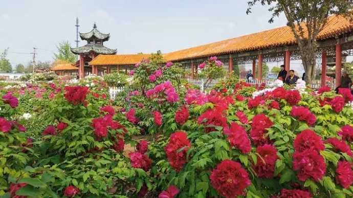 国内最古老牡丹之一，铜雀春每年开花200余朵