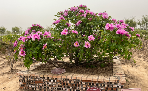 视频|花期刚刚好！本周末去菏泽牡丹园赏花游园吧