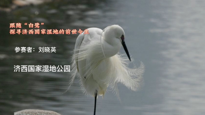 “我为大自然代言”｜跟随“白鹭”探寻济西国家湿地的前世今生