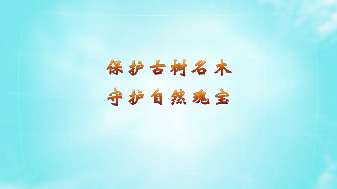 “我为大自然代言”科普讲解短视频｜保护古树名木，守护自然瑰宝