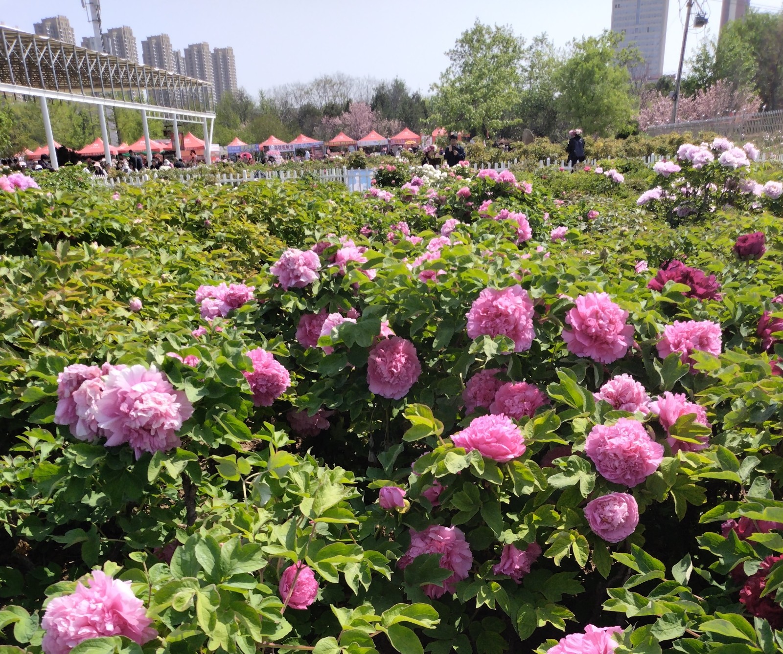 交通“行”｜踏上“赏花专列”，去菏泽看牡丹