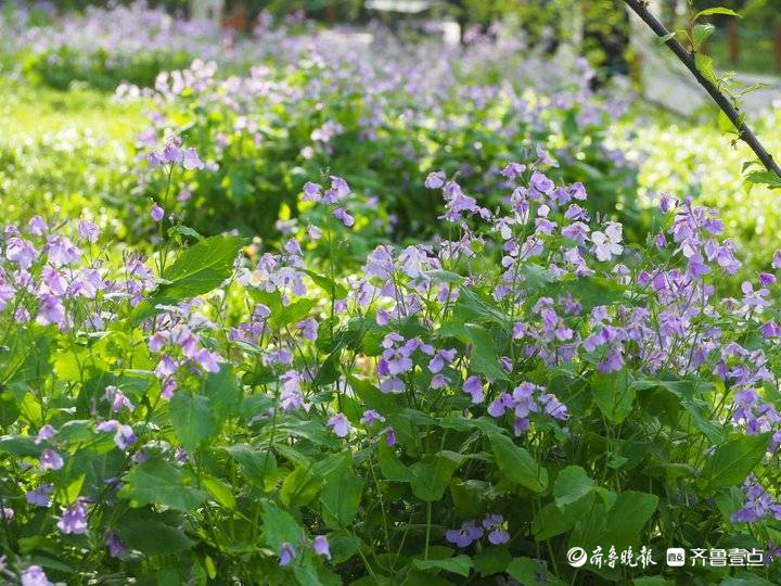 济南二月兰很接地气，蓝色花海浪漫迷人