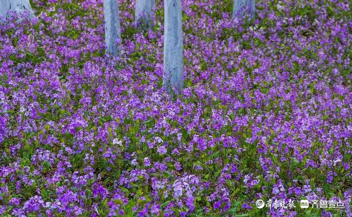 济南二月兰很接地气，蓝色花海浪漫迷人