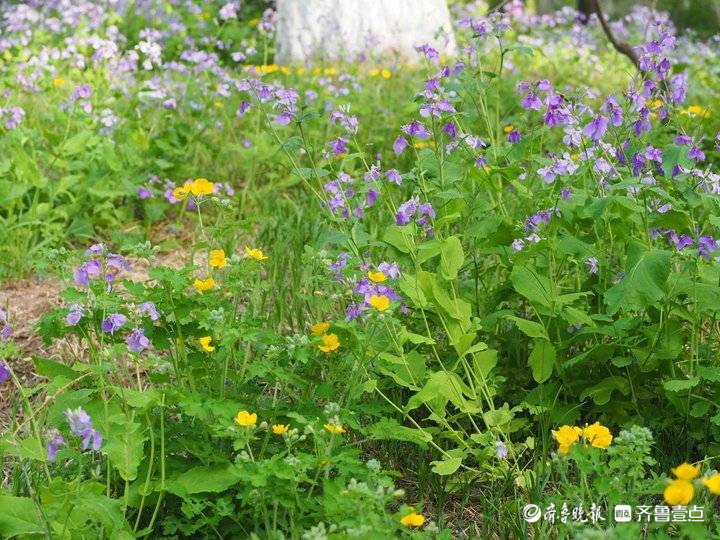 济南二月兰很接地气，蓝色花海浪漫迷人