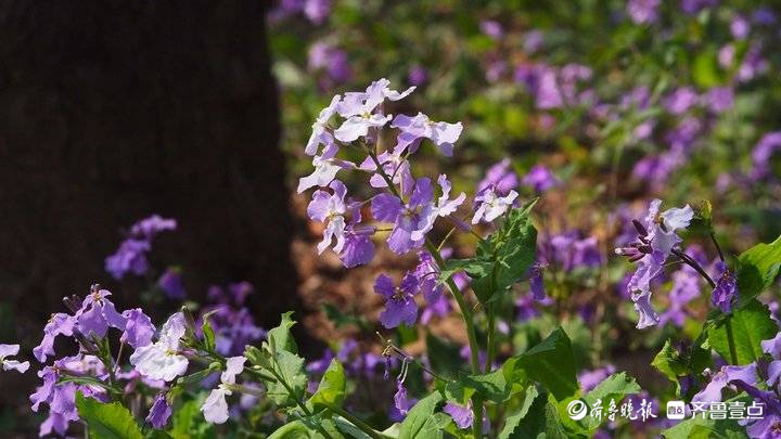 济南二月兰很接地气，蓝色花海浪漫迷人