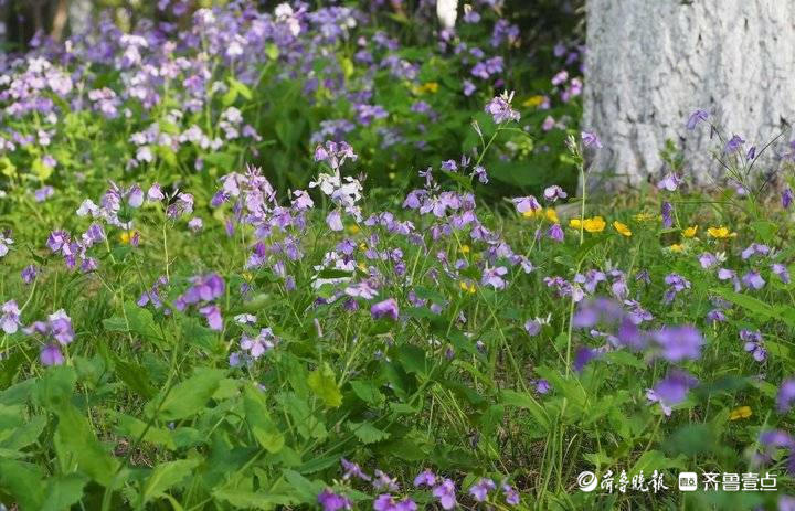 济南二月兰很接地气，蓝色花海浪漫迷人
