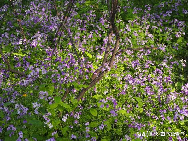 济南二月兰很接地气，蓝色花海浪漫迷人
