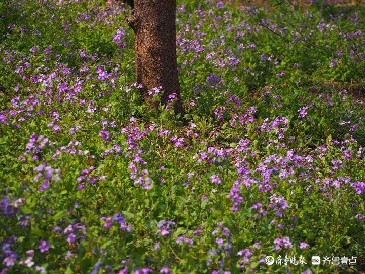 济南二月兰很接地气，蓝色花海浪漫迷人