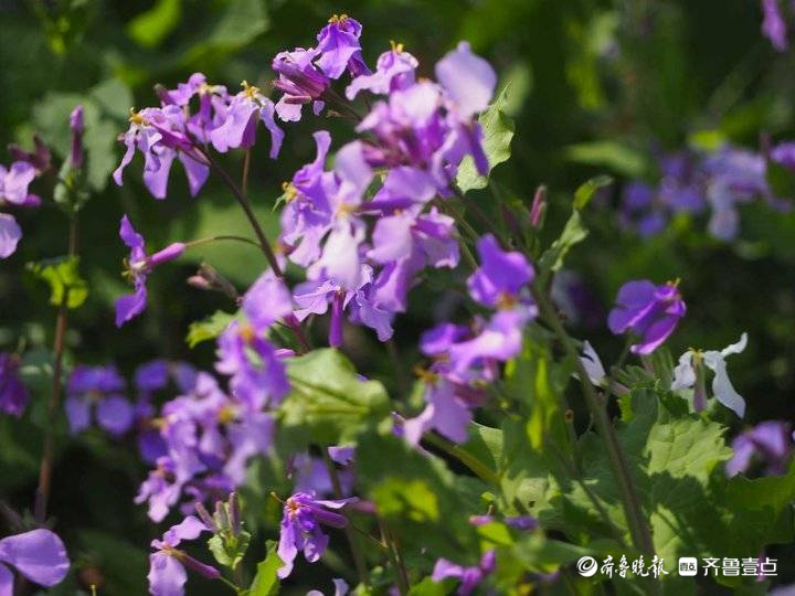 济南二月兰很接地气，蓝色花海浪漫迷人