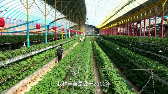 果然视频|春日里的“烟火气”！带你打卡烟台这家“草莓博物馆”