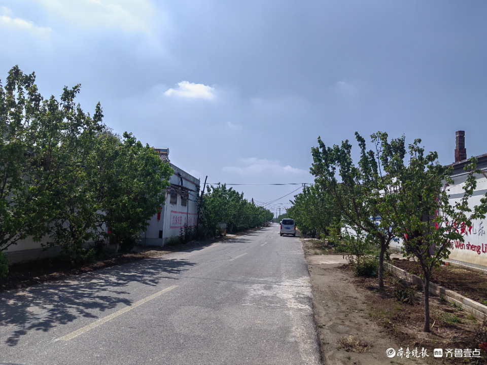 一村一品增春色因地制宜谋振兴|聊城度假区朱老庄镇村庄绿化纪实-齐鲁