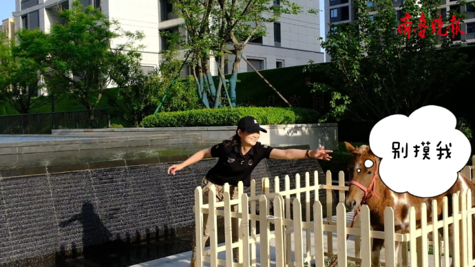 壹点探房|来遛一圈！枣庄玉兰花园邀请你来看小动物了！