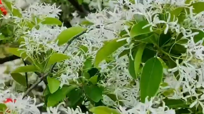 果然视频|泰安化马湾乡牛山村“镇村之宝”千年流苏树花浓如云