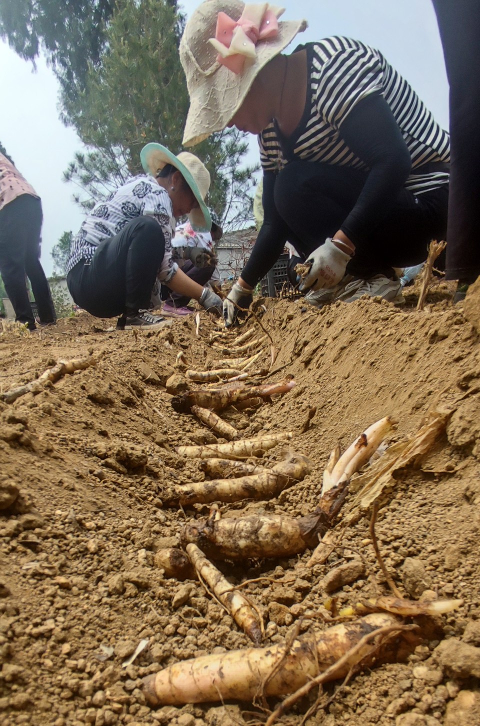 山东泰安 ▏黄精种植 助推村民走上富裕路-齐鲁晚报·齐鲁壹点